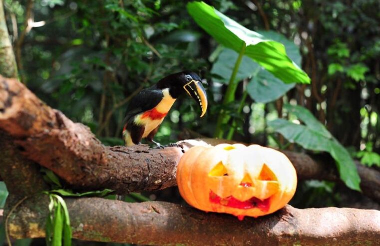 Parque das Aves prepara Halloween com atividades temáticas