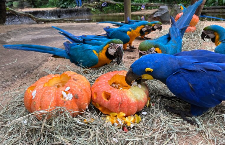 Últimos dias: Parque das Aves oferece entrada gratuita para moradores de Foz do Iguaçu até 31 de outubro